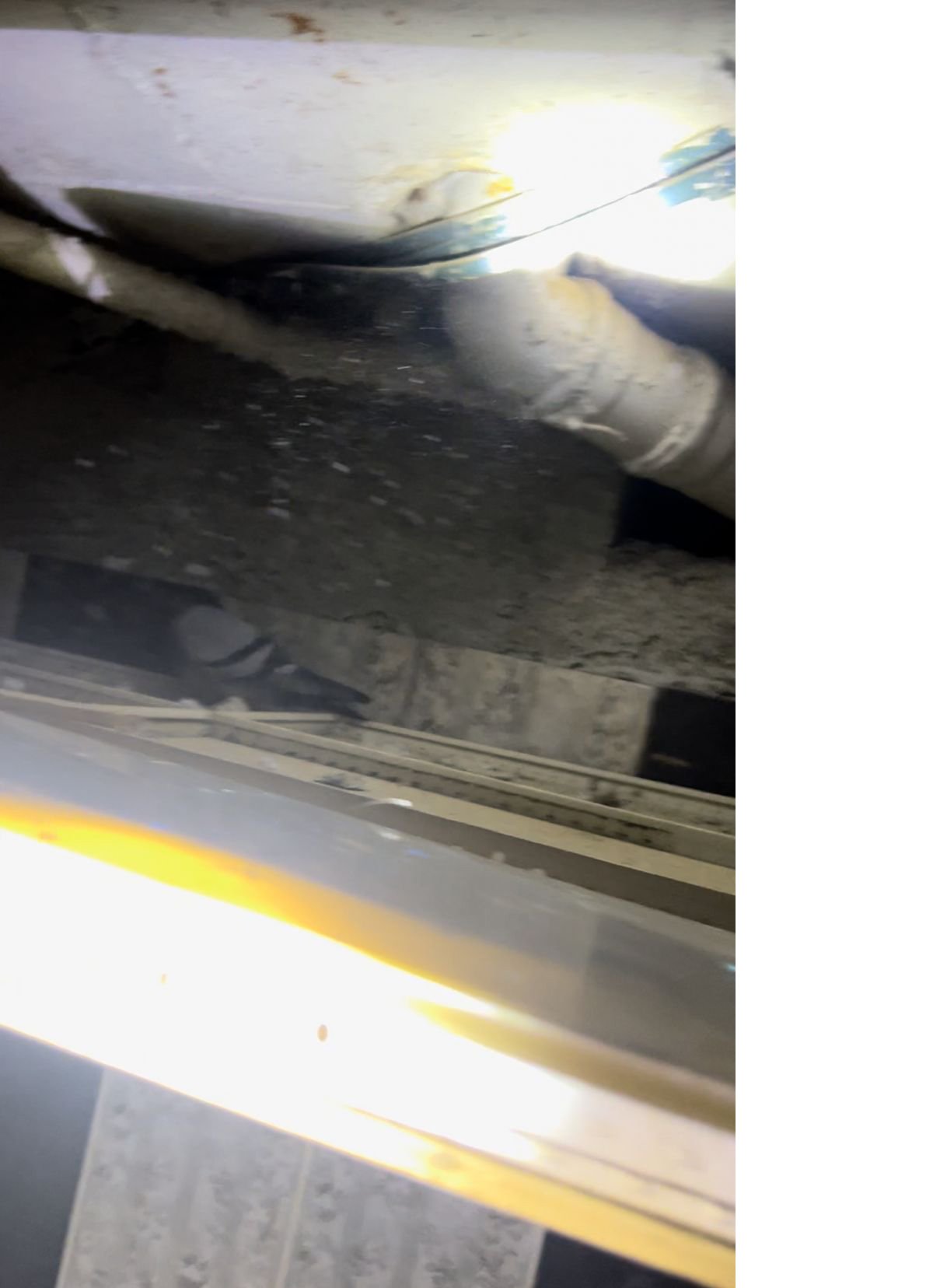 kanat cirpma sesi ile hayata dondu 1 ZptcmY3p