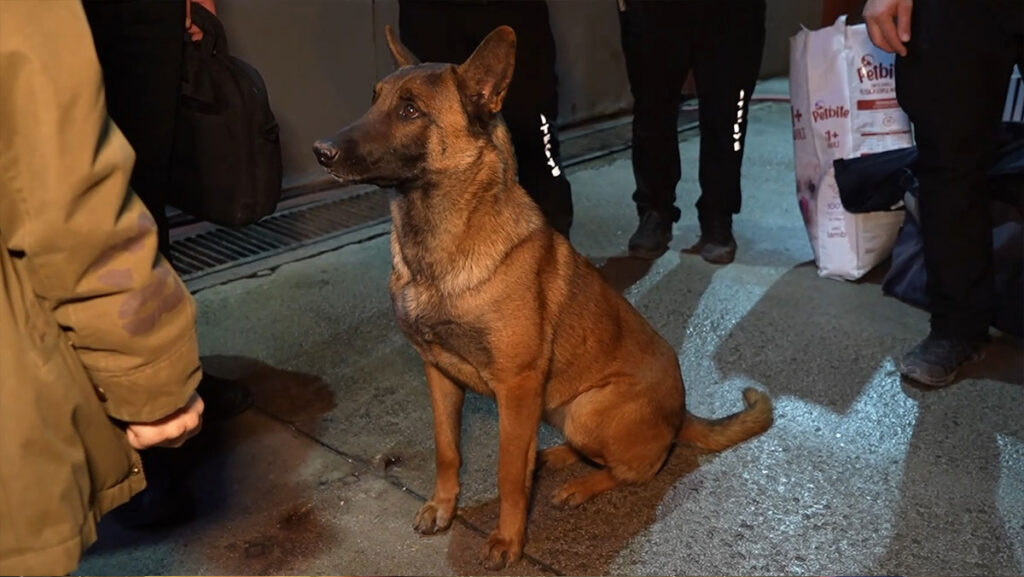 kopekler arama kurtarma calismalari icin konyaya hareket etti D1PzPPIv