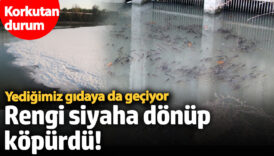 korkutan durum rengi siyaha donup kopurdu baliklar oldu O9RAFRiU