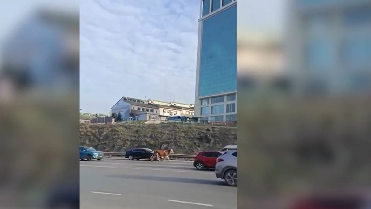 maltepe d 100 kara yoluna giren buyukbas hayvan trafigi altust etti 0 iGpbnmVU