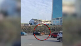 maltepe d 100 kara yoluna giren buyukbas hayvan trafigi altust etti tLVDXN9t