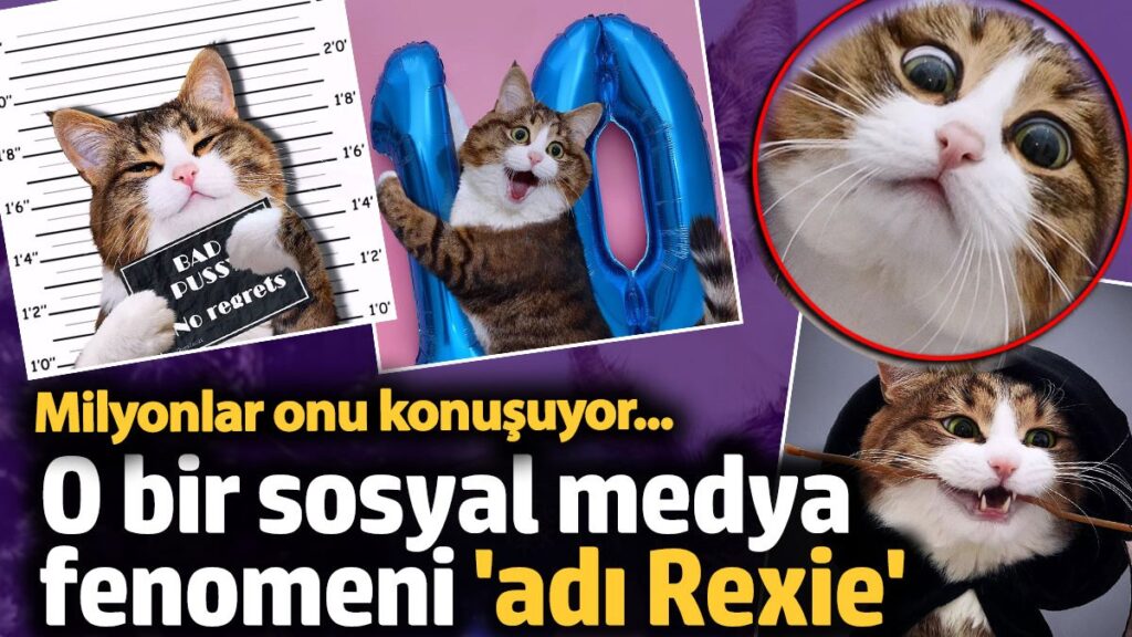 o bir sosyal medya fenomeni adi rexie jlKBNnZg