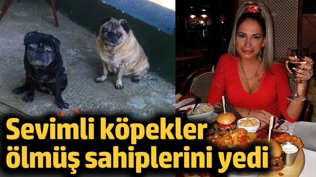 sevimli kopekler olmus sahiplerini yedi URUKeg6A