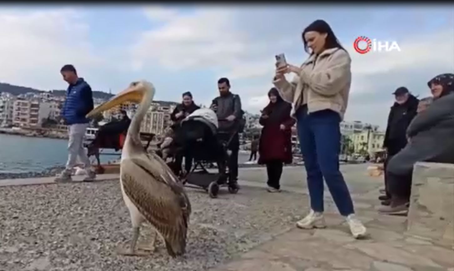 silifkenin maskotu canli pelikan oldu 0