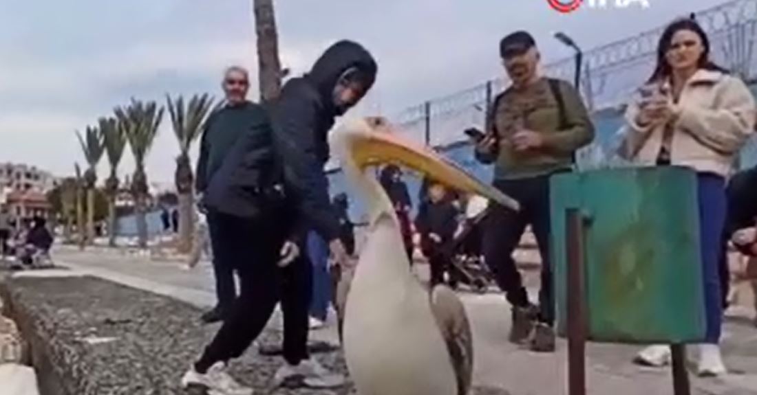 silifkenin maskotu canli pelikan oldu 1 Wa3kYFFB
