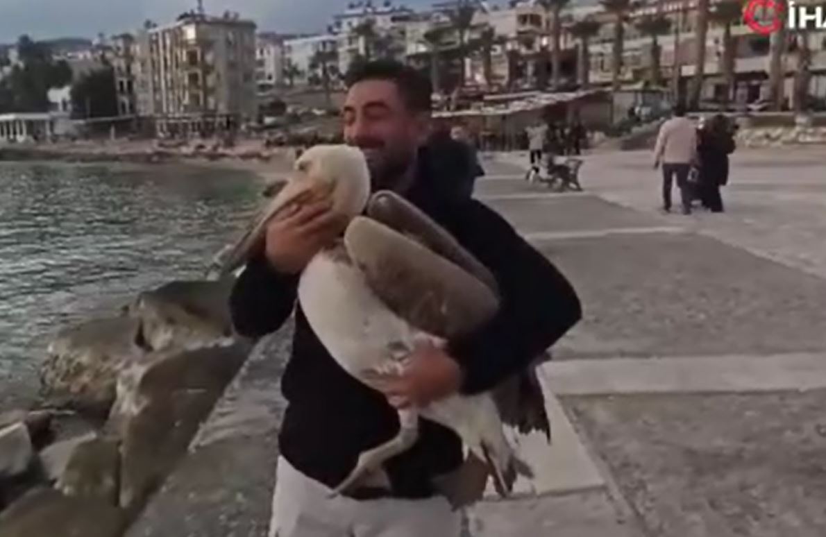 silifkenin maskotu canli pelikan oldu 2 gaXqMfN8