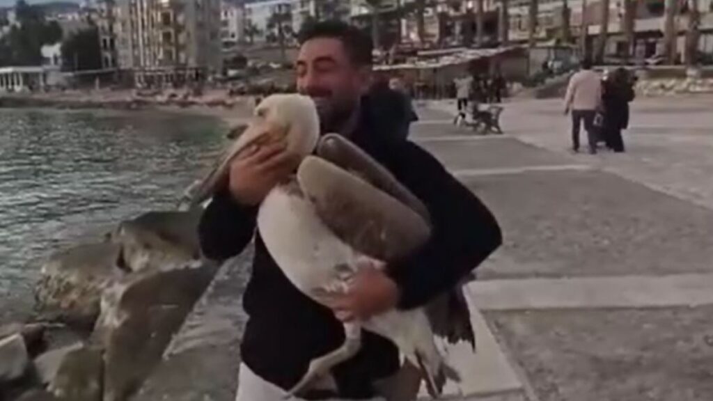 silifkenin maskotu canli pelikan oldu izuSeG3w