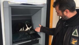 sogukta atmye sigindi gelenleri islem icin bekletti 8UeFfpKX