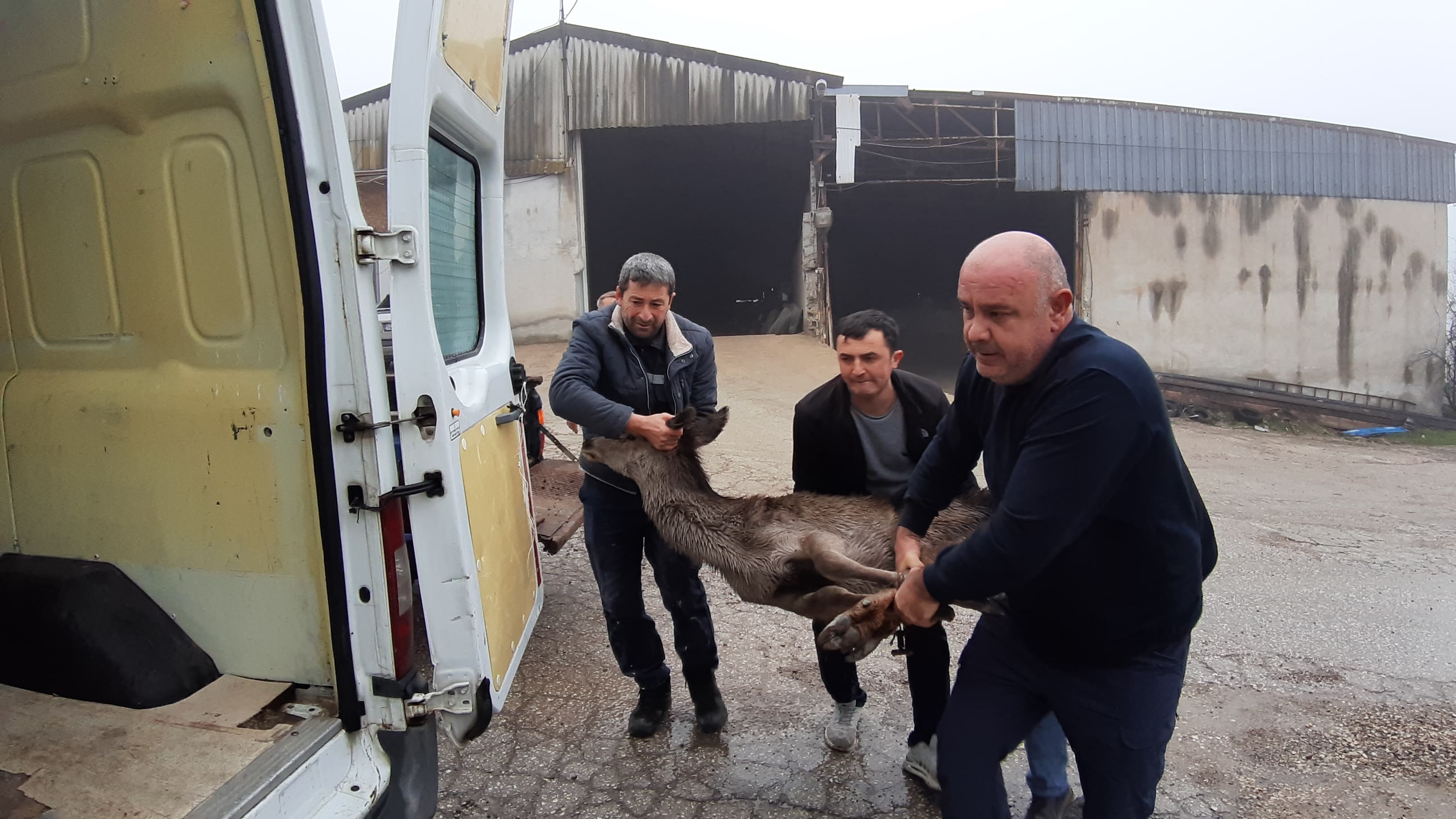 sokak kopeklerinden zor kurtardilar 0 iMfcmV8u