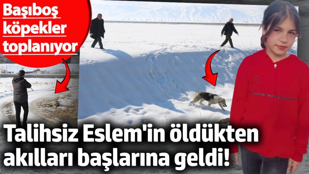 talihsiz eslem oldukten sonra akillari baslarina geldi hakkaride basibos kopekler toplaniyor b6NfuvM9