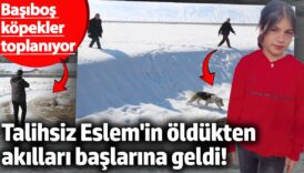 talihsiz eslem oldukten sonra akillari baslarina geldi hakkaride basibos kopekler toplaniyor b6NfuvM9