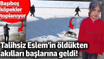 talihsiz eslem oldukten sonra akillari baslarina geldi hakkaride basibos kopekler toplaniyor b6NfuvM9