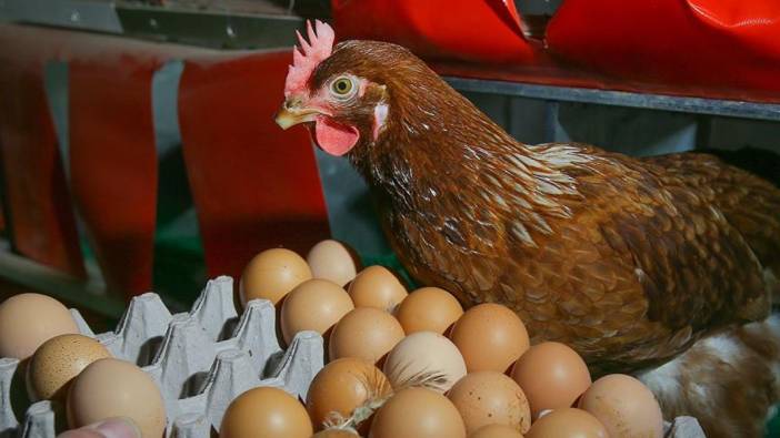 tavuk fiyatlarini yuzde 30 dusurecek adim kasaplar harekete gecti 1 sFZ8AG2D