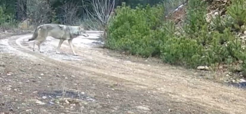 vahsi doga fotokapanda 1 EWGZBXwC