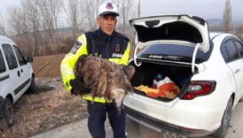 yarali akbabaya jandarma sahip cikti 6BZNWxpy