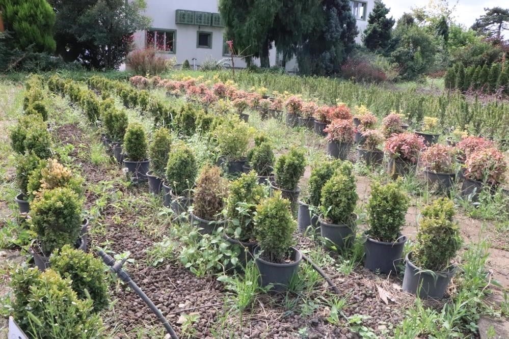 yesil vatana yilda 10 milyon fidan 1 Fn6MyRdX