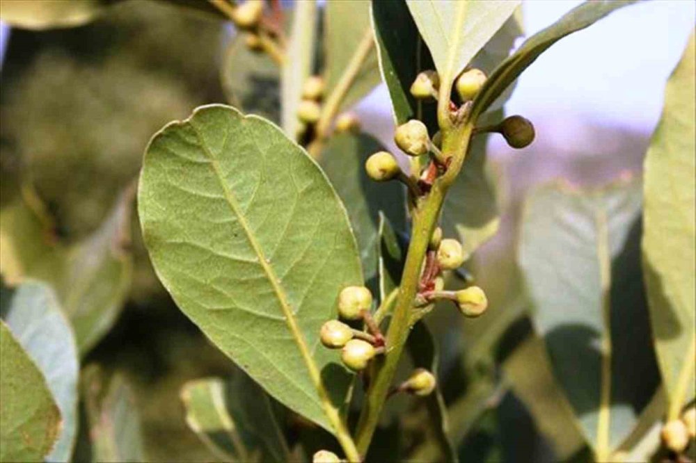 yesil vatana yilda 10 milyon fidan 3 kLEU426H