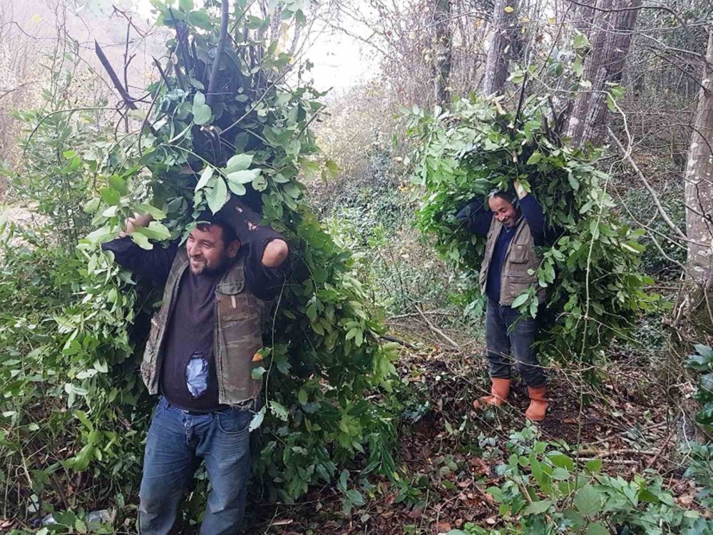 yesil vatana yilda 10 milyon fidan 4 8kPTzOWu