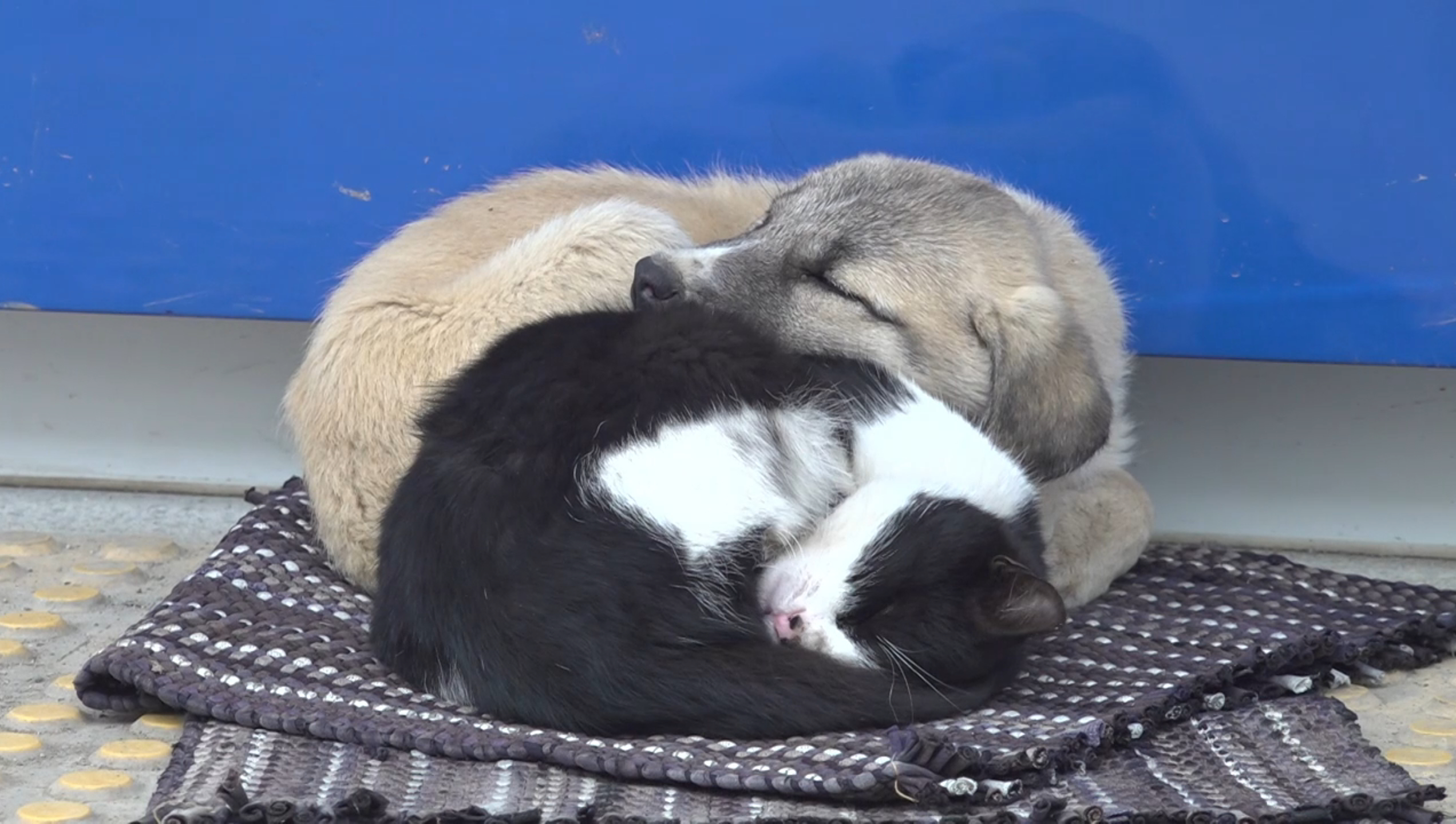 yurekleri isitan dostluk birlikte uyuyan kedi ve kopek gorenleri sasirtti 2