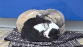 yurekleri isitan dostluk birlikte uyuyan kedi ve kopek gorenleri sasirtti MsIfCyeM