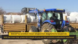 ankara buyuksehir belediyesinden misir silaj destegi Zwd3KMgb