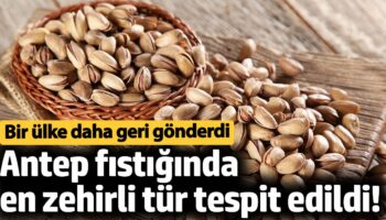 antep fistiginda en zehirli tur tespit edildi bir ulke daha geri gonderdi 2p5PLGLF