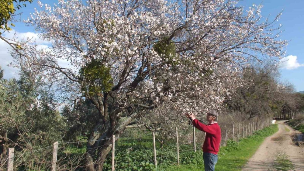 balikesirde bademler cicek acti 2 caKqlRFb
