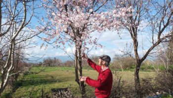 balikesirde bademler cicek acti 5znCqDNn