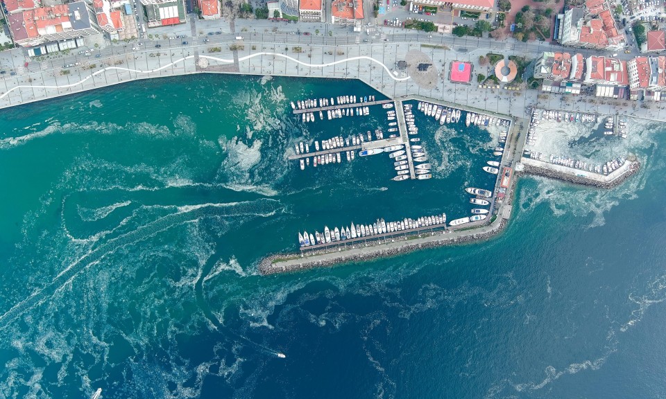 deniz ekosistemi tehlike altinda kabus 5 yil sonra geri dondu 0 mnLVJAr1