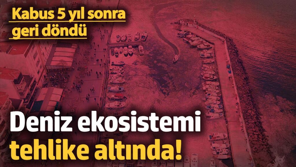 deniz ekosistemi tehlike altinda kabus 5 yil sonra geri dondu dT7vilKw
