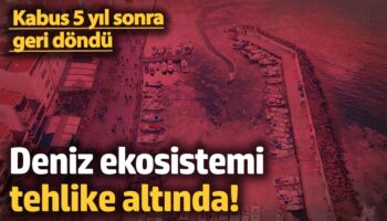 deniz ekosistemi tehlike altinda kabus 5 yil sonra geri dondu dT7vilKw
