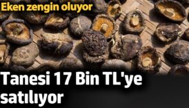 eken zengin oluyor tanesi 17 bin tlye satiliyor Fa1lbOfD