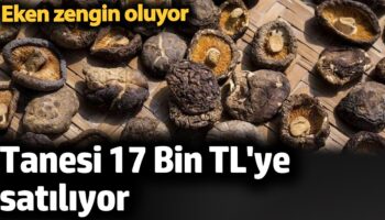 eken zengin oluyor tanesi 17 bin tlye satiliyor Fa1lbOfD