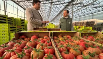 erzincanda modern tarimla domates hasadi basladi 9X2m6Gnq