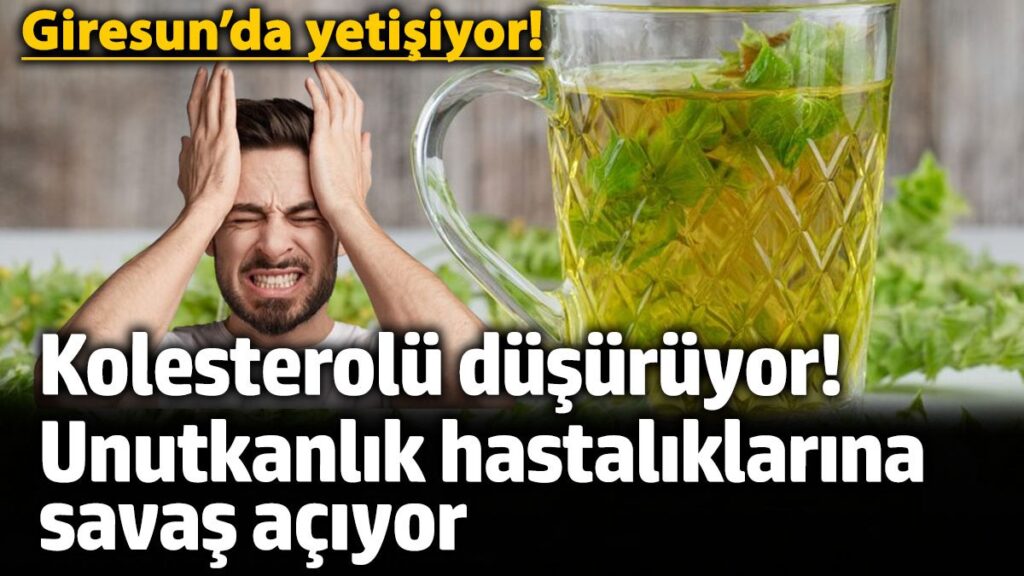 giresunda yetisiyor kolesterolu dusuruyor unutkanlik hastaliklarina savas aciyor 8WKl4aMK