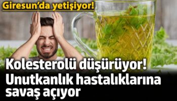 giresunda yetisiyor kolesterolu dusuruyor unutkanlik hastaliklarina savas aciyor 8WKl4aMK
