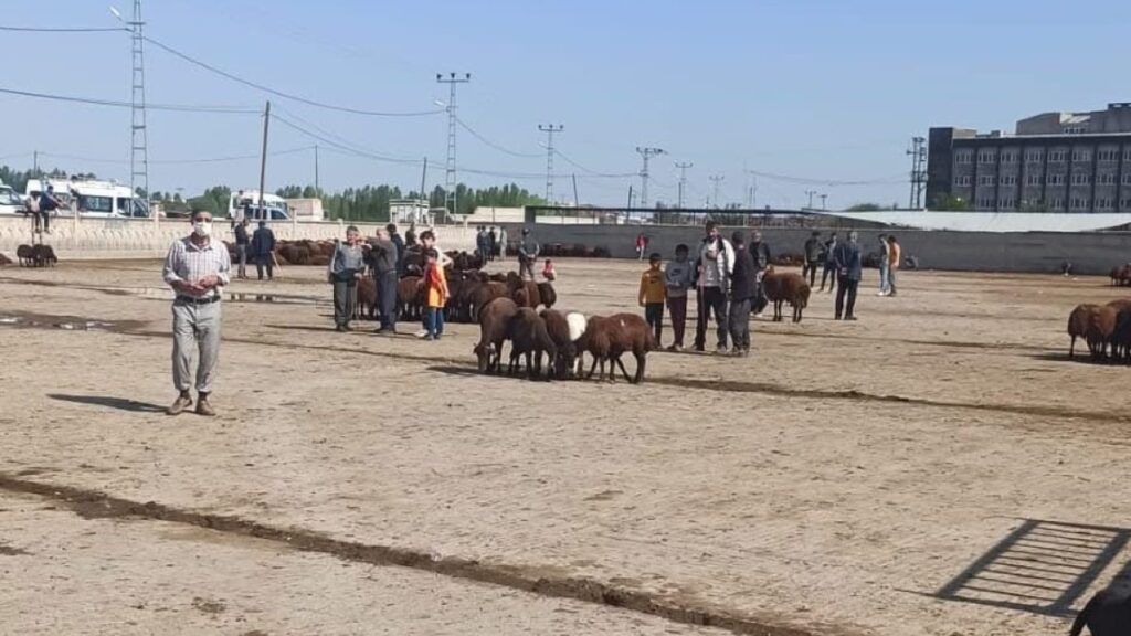 igdir hayvan pazari gecici olarak kapatildi KVUY8iGI