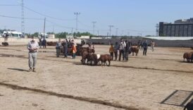 igdir hayvan pazari gecici olarak kapatildi KVUY8iGI