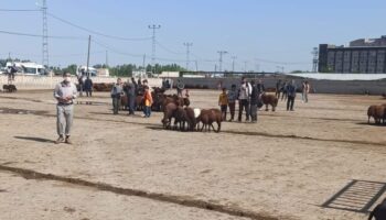 igdir hayvan pazari gecici olarak kapatildi KVUY8iGI