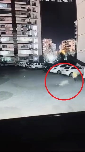 kadinin ciglik seslerine komsular yetisti sokak kopegi anne ile kizina saldirdi 2 WJ8k7mqj