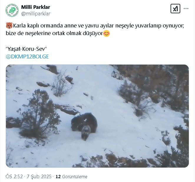 karli zeminde anne ayi ve yavrulari fotokapana yansidi 3 8KA8KzEr