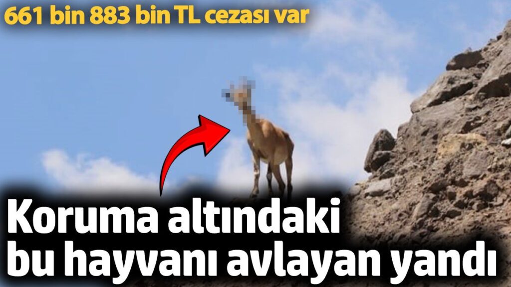 koruma altindaki bu hayvani avlayan yandi 661 bin 883 bin tl cezasi var VrsFktjE