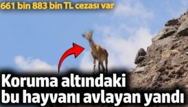 koruma altindaki bu hayvani avlayan yandi 661 bin 883 bin tl cezasi var VrsFktjE