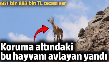 koruma altindaki bu hayvani avlayan yandi 661 bin 883 bin tl cezasi var VrsFktjE