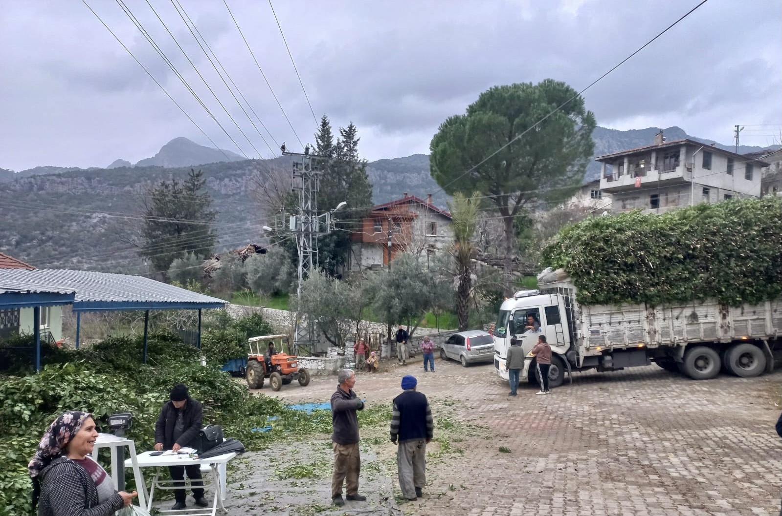 koylu ormandan topluyor paraya para demiyor kendiliginden yetisiyor 1 jDJlunwq