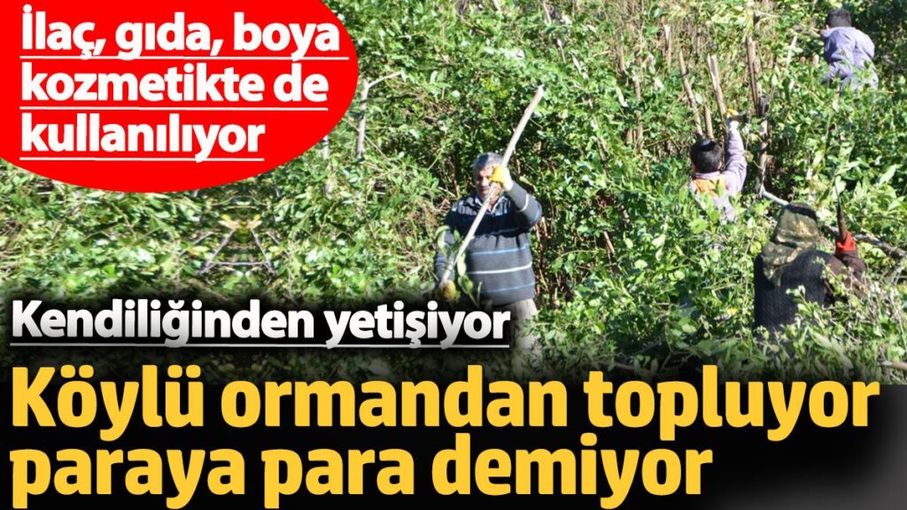 koylu ormandan topluyor paraya para demiyor kendiliginden yetisiyor QGm15w4N