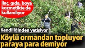 koylu ormandan topluyor paraya para demiyor kendiliginden yetisiyor QGm15w4N