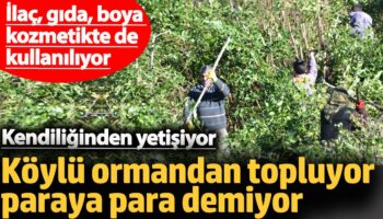 koylu ormandan topluyor paraya para demiyor kendiliginden yetisiyor QGm15w4N