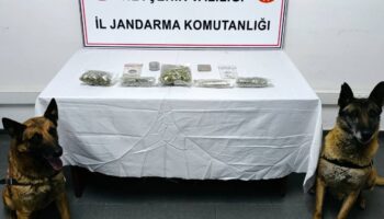 narkotik kopegi is basinda hOTsrm93