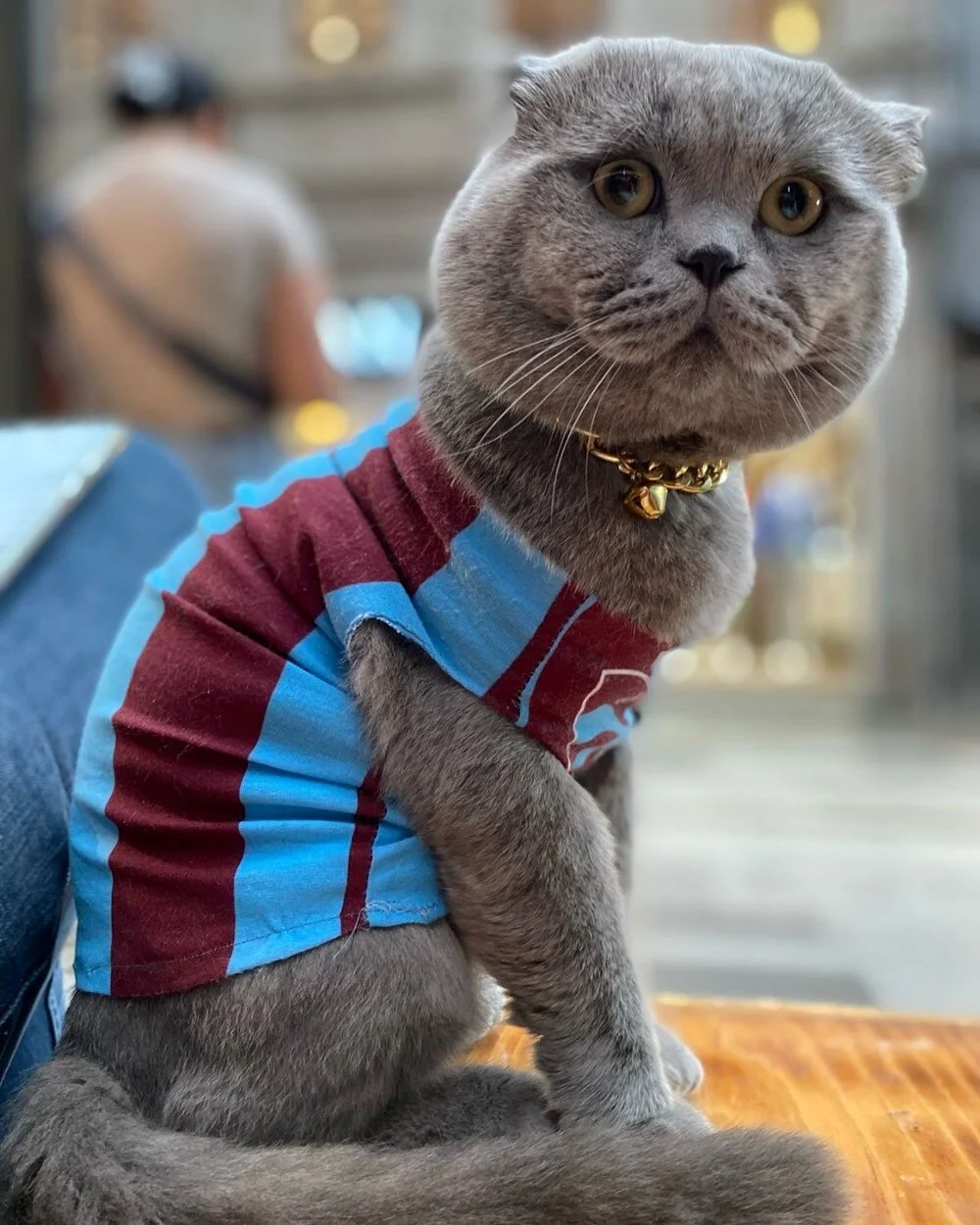 o bir minik trabzonspor fenomeni bu cagriya kulak verin tom ne zaman stada girecek